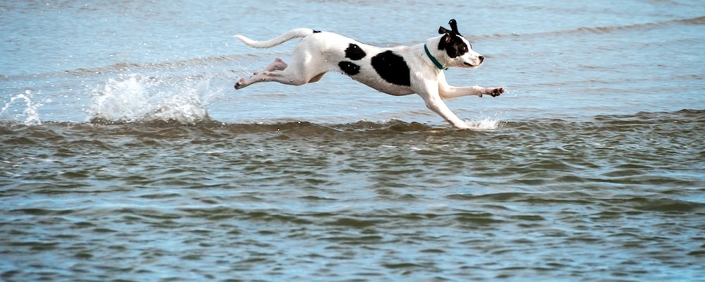 새끼 강아지 키우는법 17 이미지