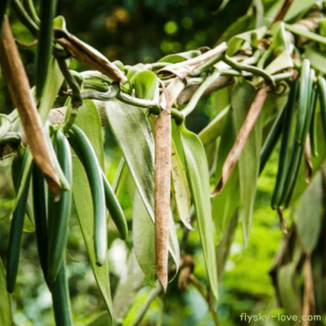 달콤한 향의 바닐라 효능