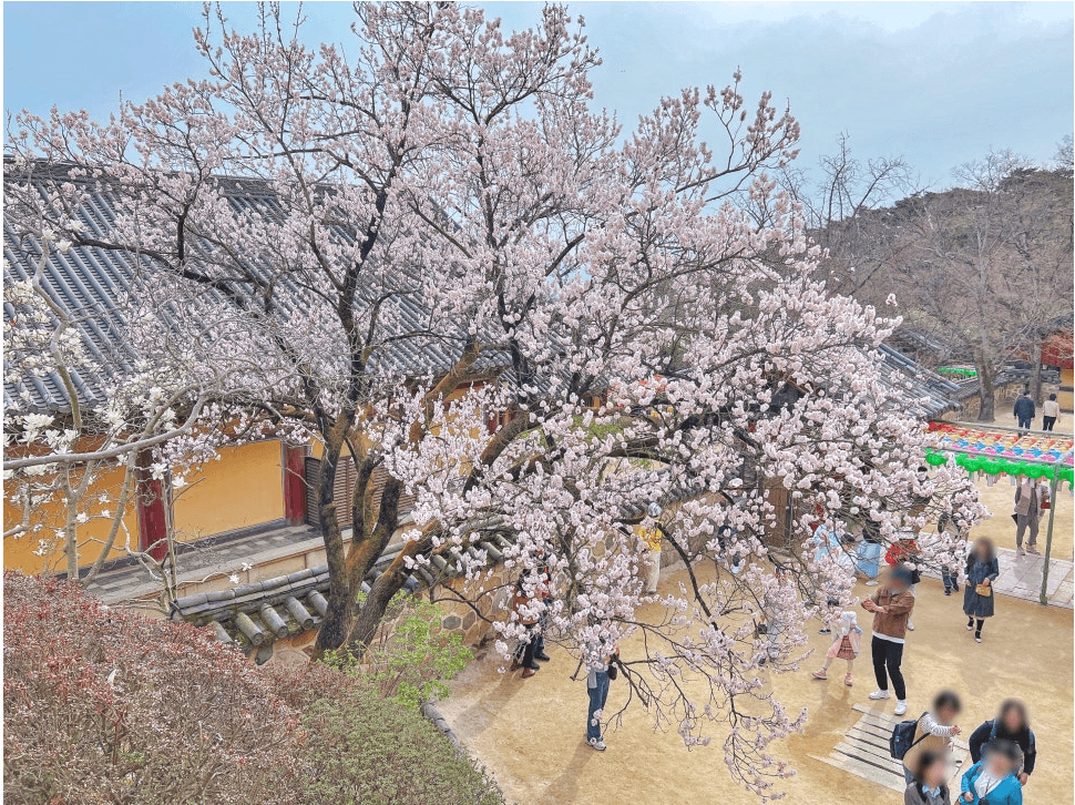 경주 벚꽃 개화 시기 및 축제 및 명소와 관련된 사진