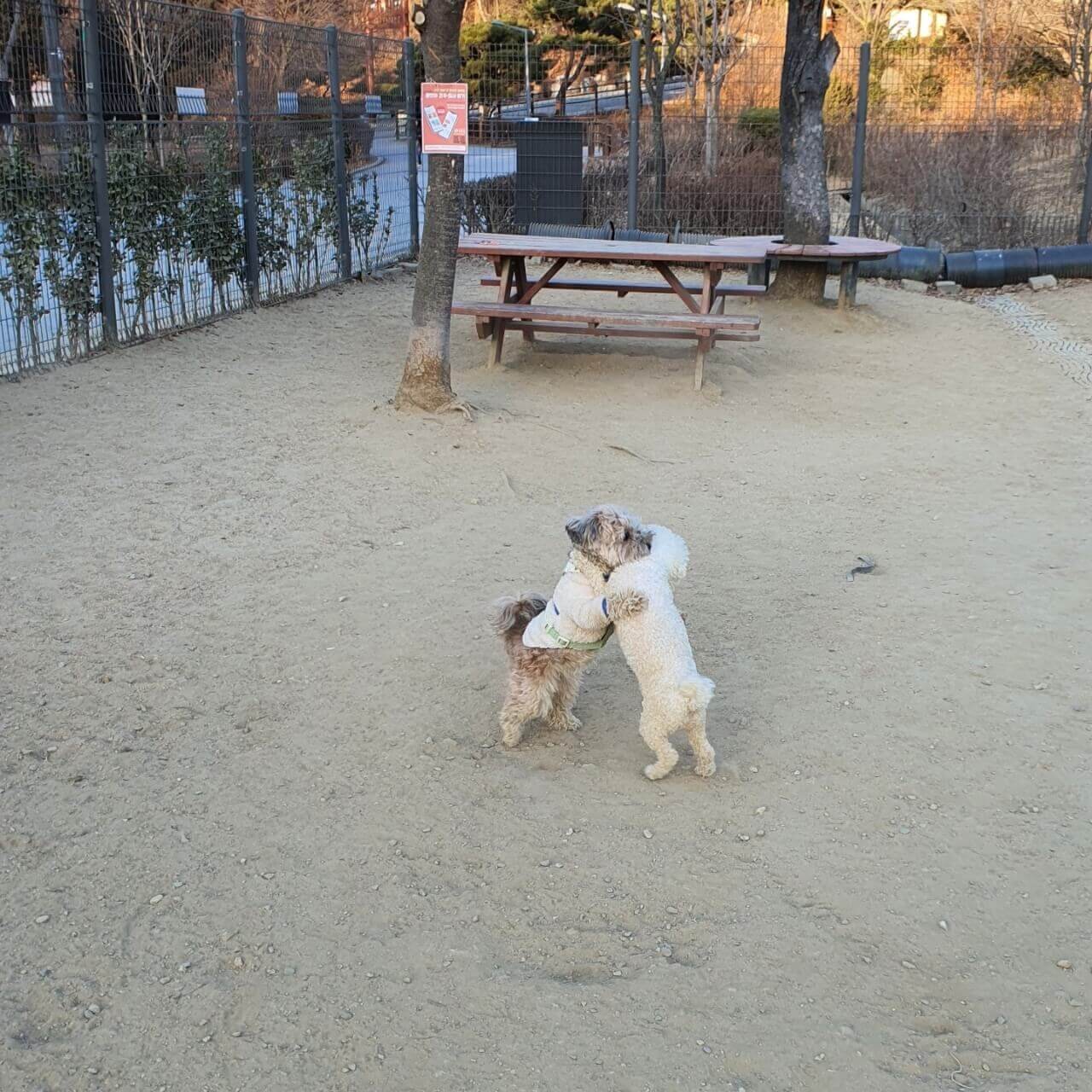 토리와 강아지 친구