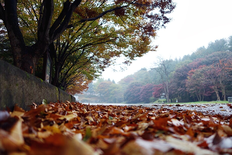 2025 경기도 단풍 트레킹 BEST 7 : 가을 하이킹 완벽 가이드_안성 미리내성지 단풍산책로