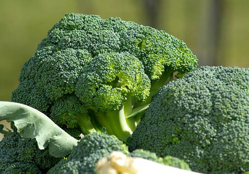 지방간에 좋은 브로콜리