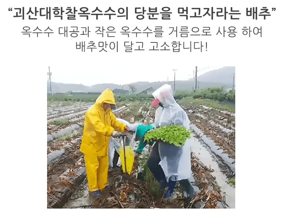 괴산 절임배추 20kg 사전예약 가격비교