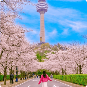 2024년 벚꽃축제 ; 석촌호수 벚꽃축제&#44; 여의도 벚꽃축제&#44; 청풍호 벚꽃축제&#44; 경포호 벚꽃축제&#44; 이월드 벚꽃축제&#44; 진해군항제 벚꽃축제