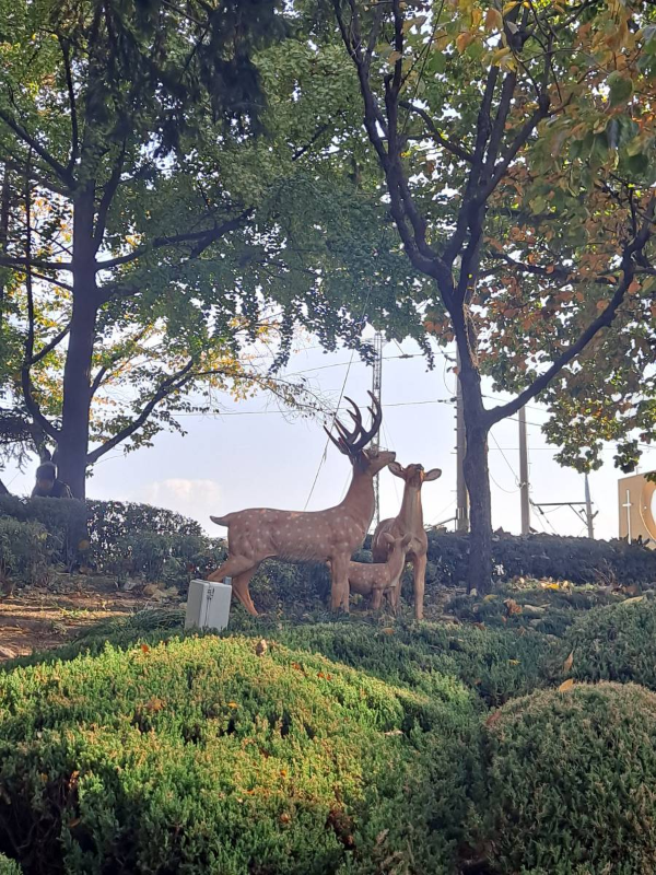 화도진공원 사슴가족