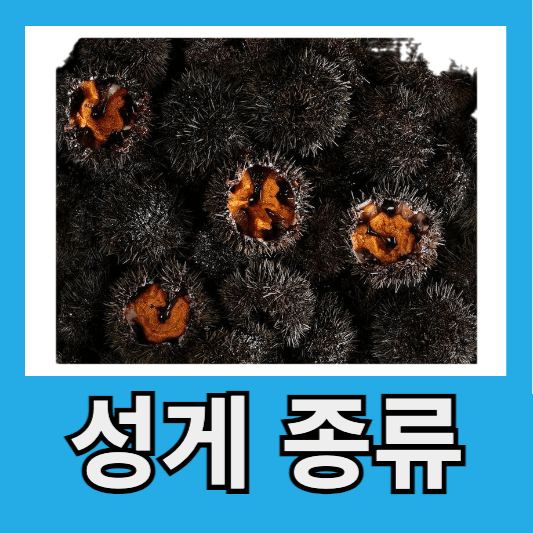성게 종류