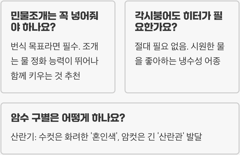 각시붕어 키우기 A to Z (어항, 먹이, 수질 관리)