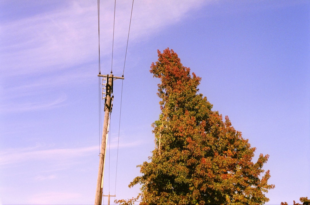 Prune