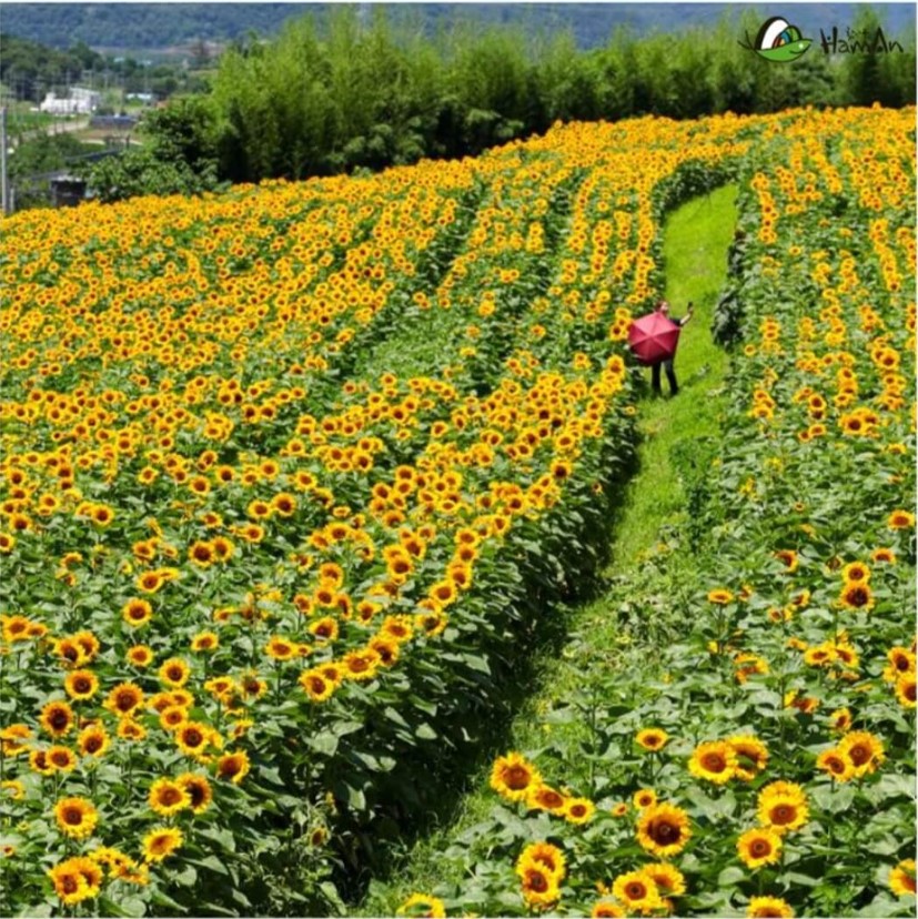 함안-강주-해바라기축제