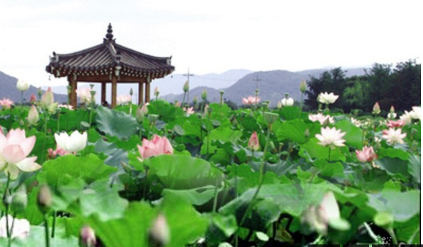 지드래곤 보러 가는 법