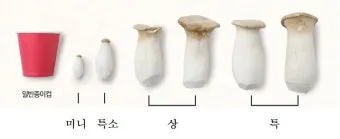 새송이버섯 재배 톱밥 배지 균사 배양 수확 요령_8