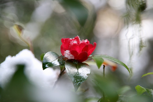 2022년 2월 둘째 주 주일 대표 기도문