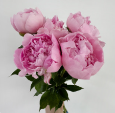 분홍 작약 꽃말