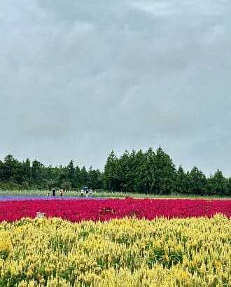 2025 제주 보롬왓 튤립축제