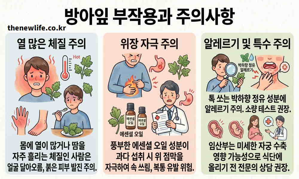 방아잎 효능 부작용