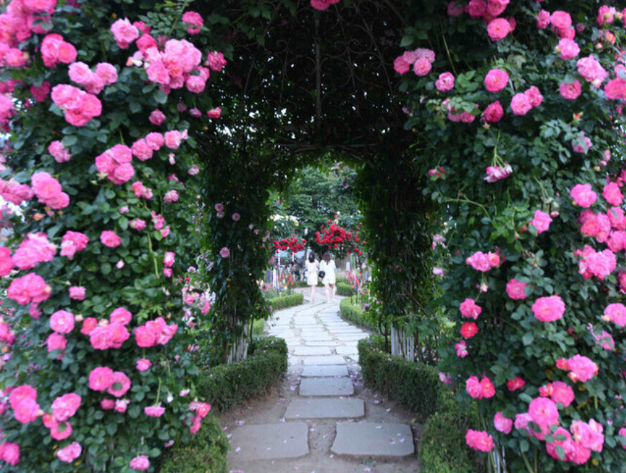 곡성 세계장미축제 개화상황