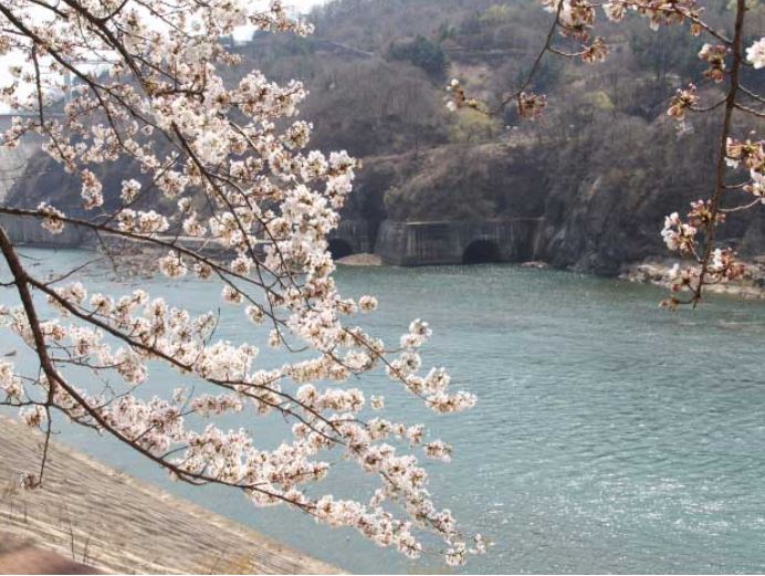 충주 벚꽃