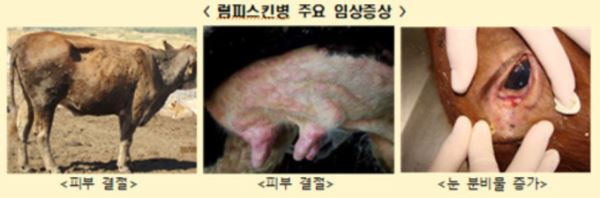 럼피스킨병 주요 증상