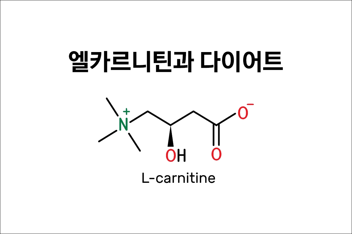 엘카르니틴(L-Carnitine)과 다이어트 비만
