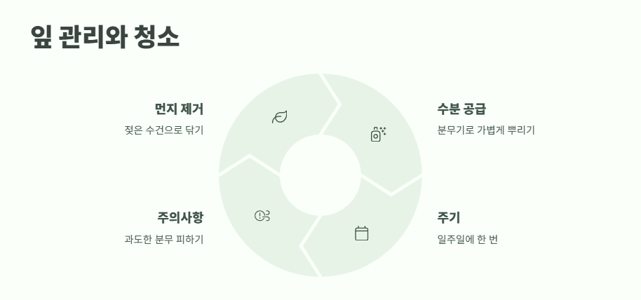 행운목 키우는 방법 바로 보기 9