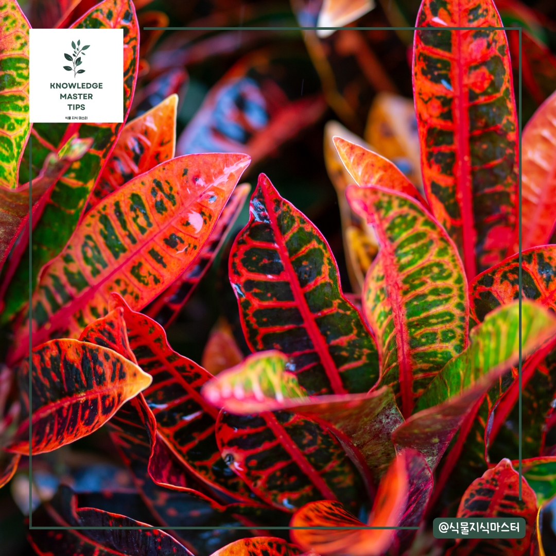크로톤: 화려한 컬러풀 식물