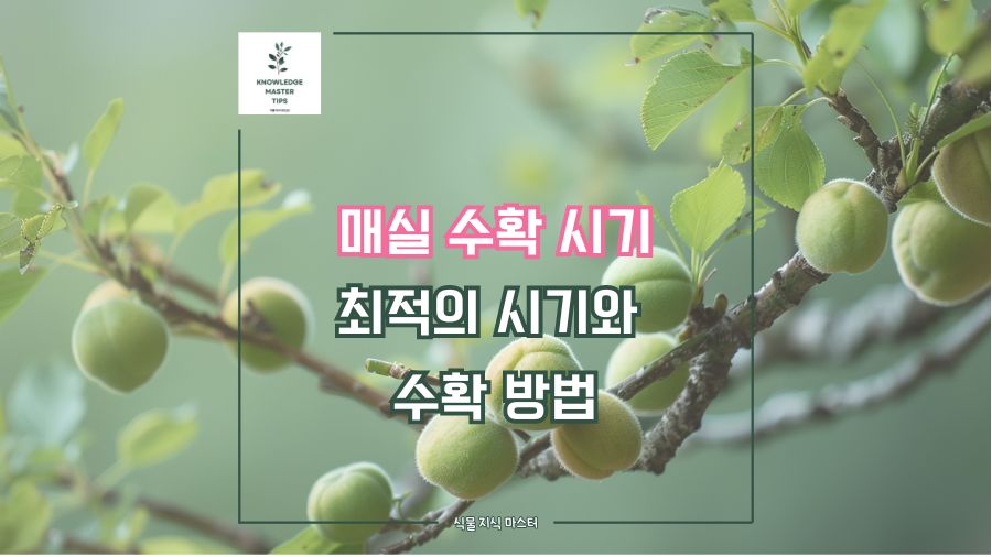 매실 수확 시기, 최적의 시기와 수확 방법