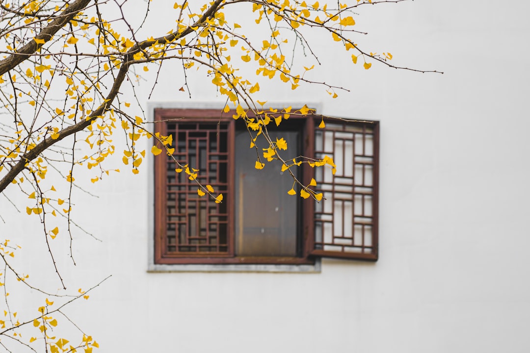 Ginkgo
