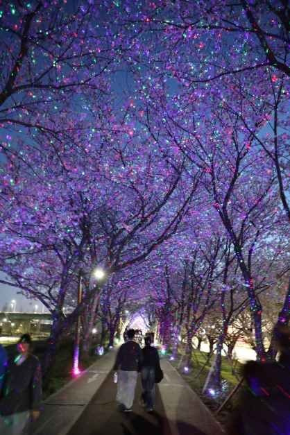 강서 낙동강30리 벚꽃축제