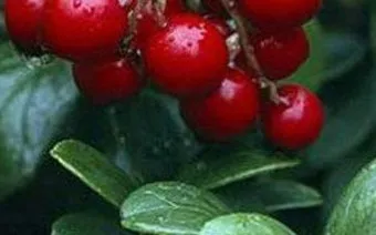 크랜베리 재배 산성 토양 물 관리 지표 재배_5