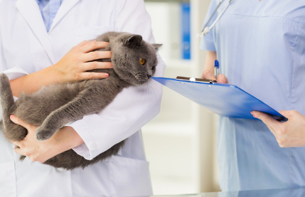 선생님 두 분과 고양이.