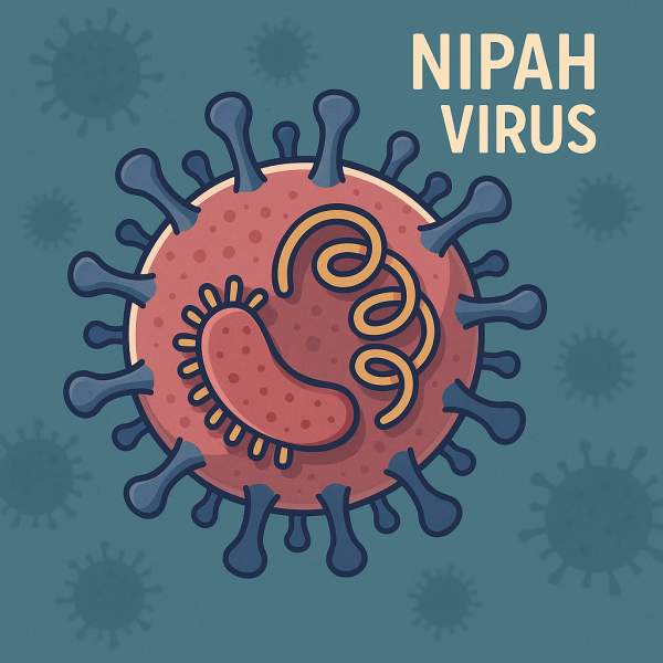 니파바이러스 : 경로&amp;#44; 증상&amp;#44; 예방법&amp;#44; 관련주