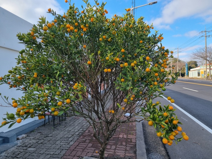 초록색-잎-사이사이-금귤-가득