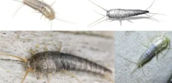 좀벌레 생기는 원인과 퇴치법 하얀벌레 제거 방법_13