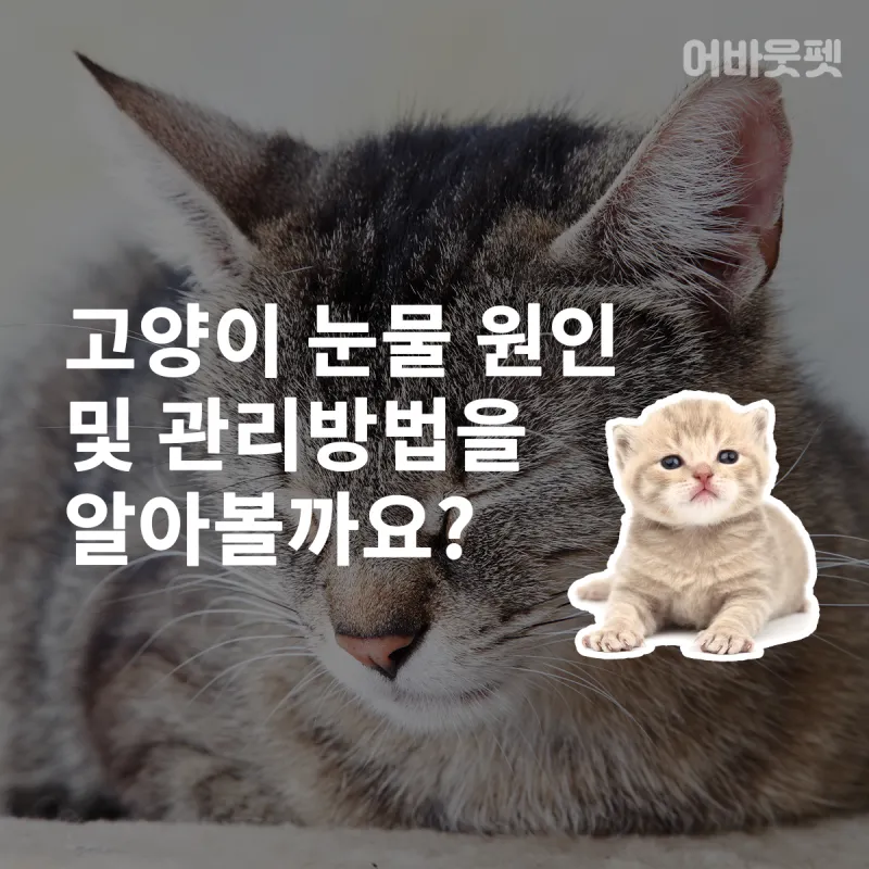 눈물이 자주 나는 이유에 대한 안과정보_4