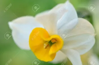 수선화 품종 관리요령_6