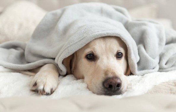 강아지 소화불량 증상 5가지