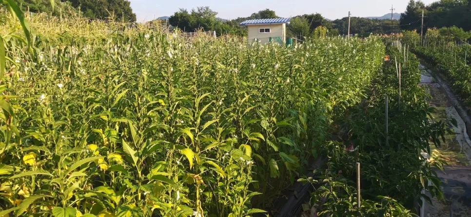 참깨 재배 돌려짓기 도복 방지 탈립 주의_1