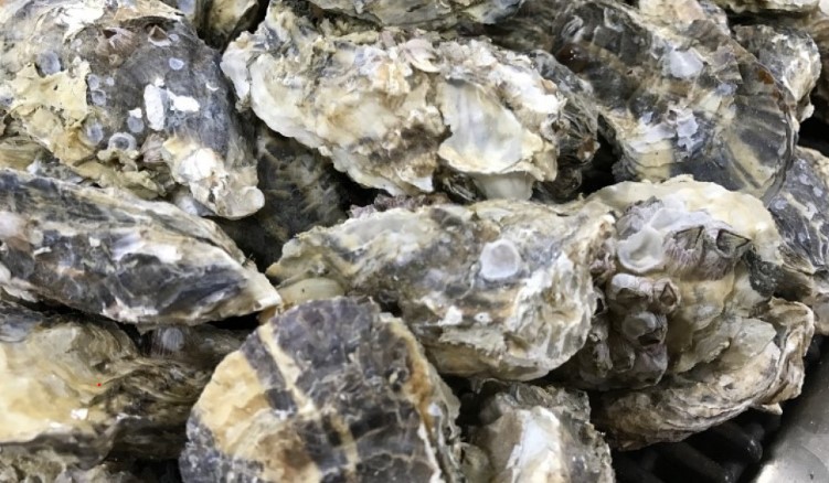 껍질 굴 세척, 보관방법