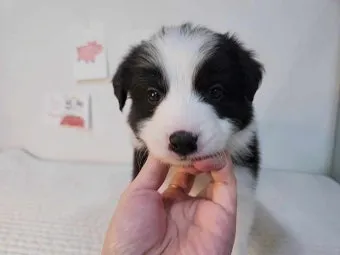 보더콜리분양가 2024년 가격 정보와 분양 팁_19