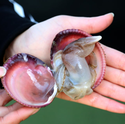 새조개 샤브샤브