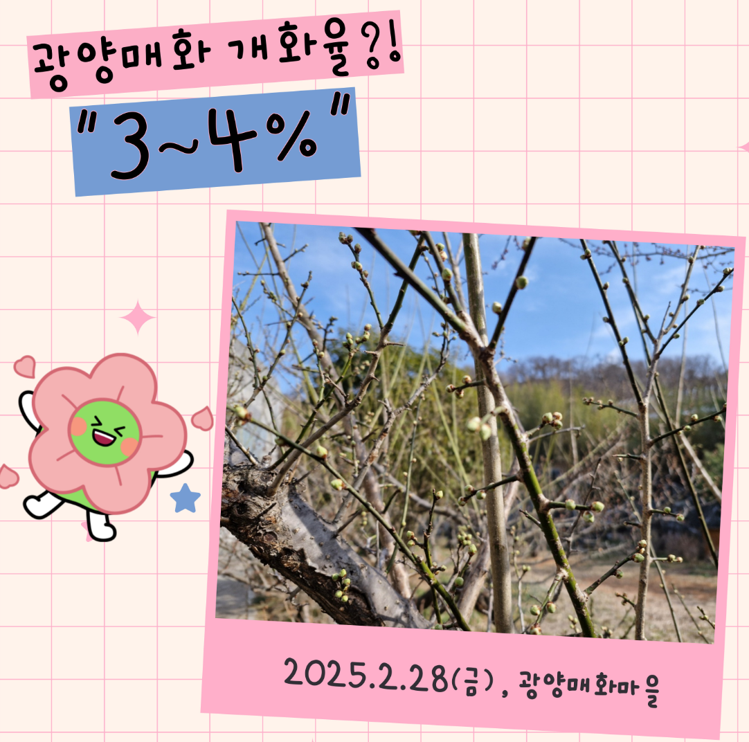 광양매화축제