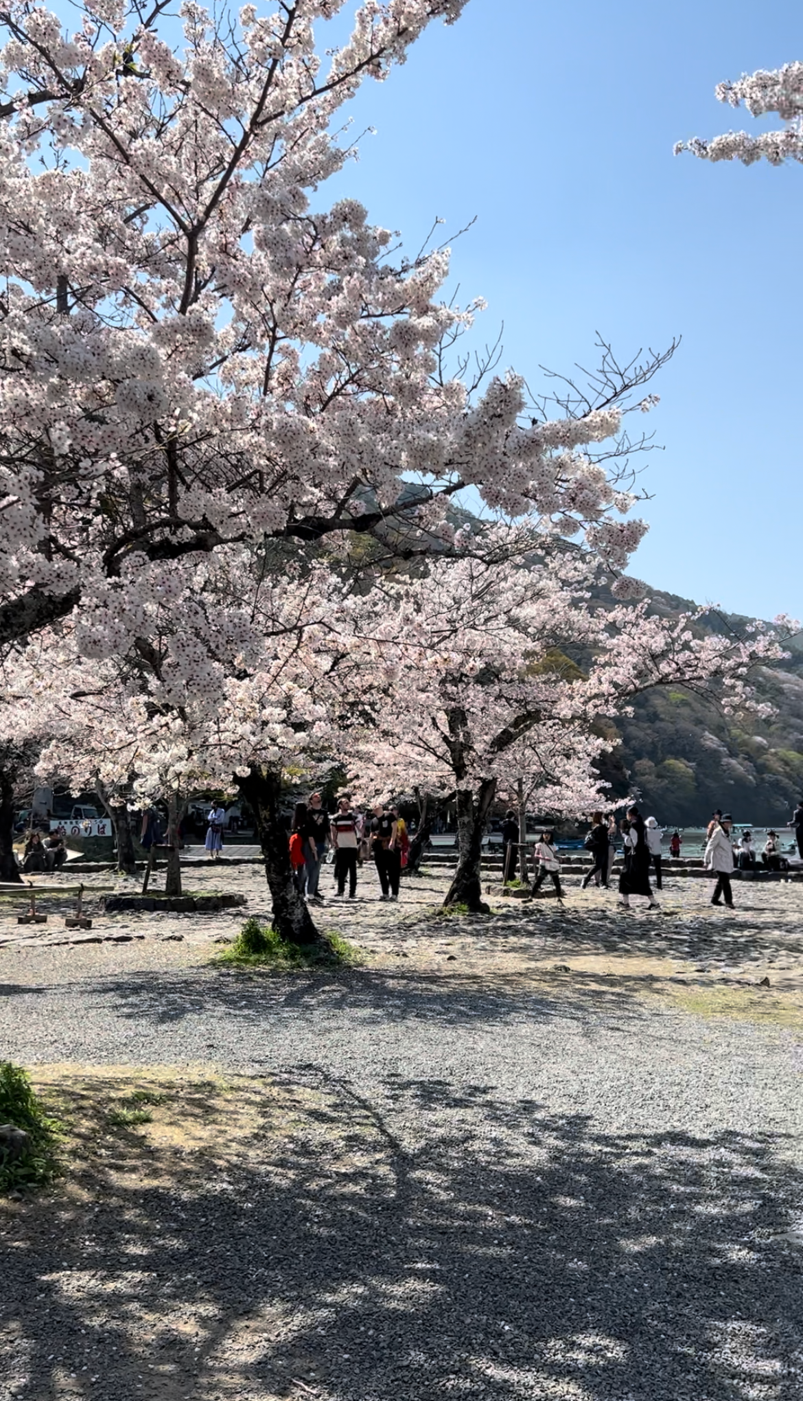아라시야마 도게츠교 벚꽃 실시간