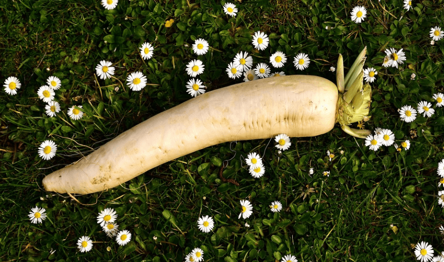 숙취해소에 좋은 음식 무우가 꽃밭에 덩그러니 놓여 있다