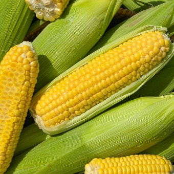 초당옥수수란? 유명 산지(의령&amp;#44; 밀양 등)