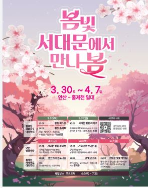 서대문 벚꽃