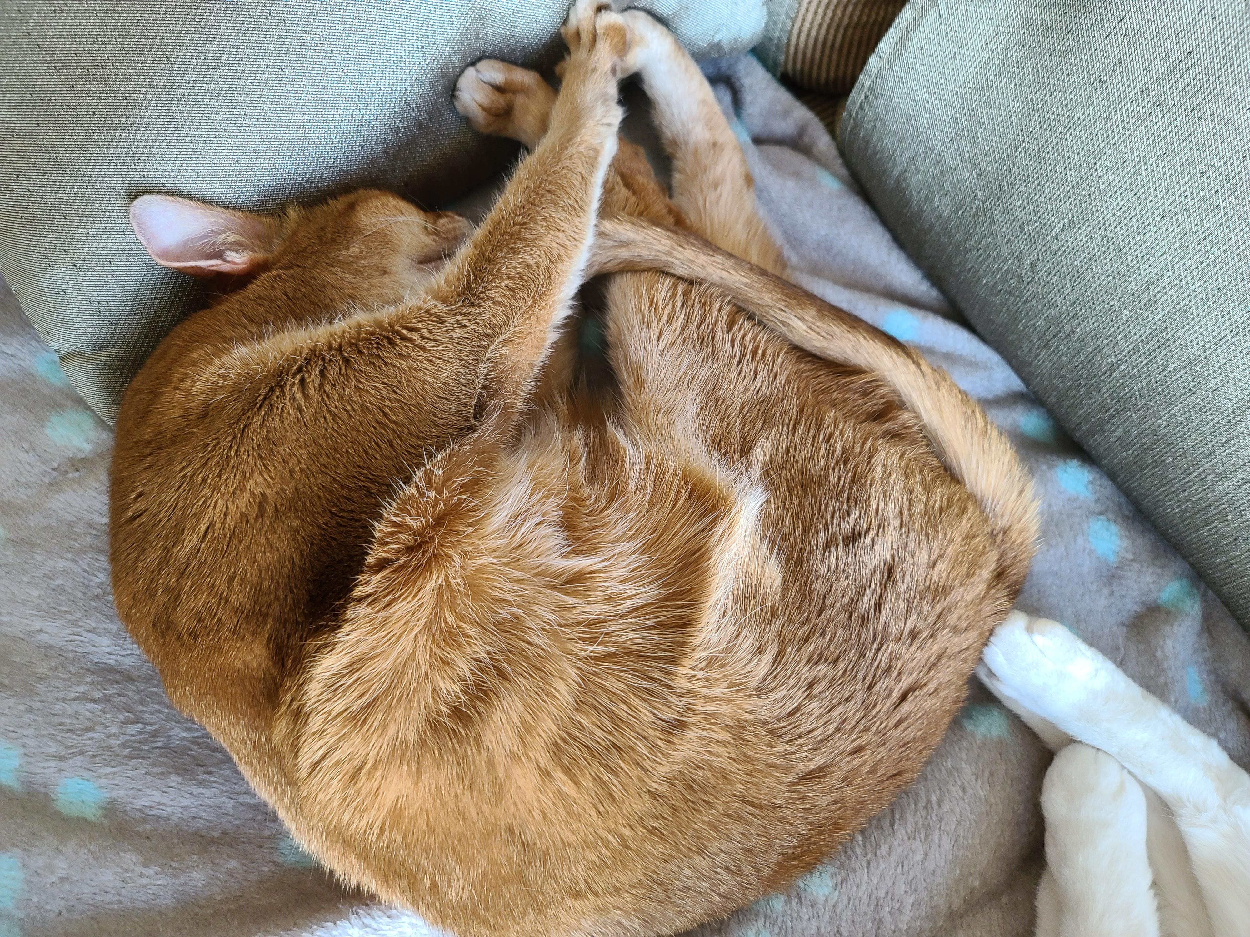 아비시니안 고양이의 골골송과 허공꾹꾹이.