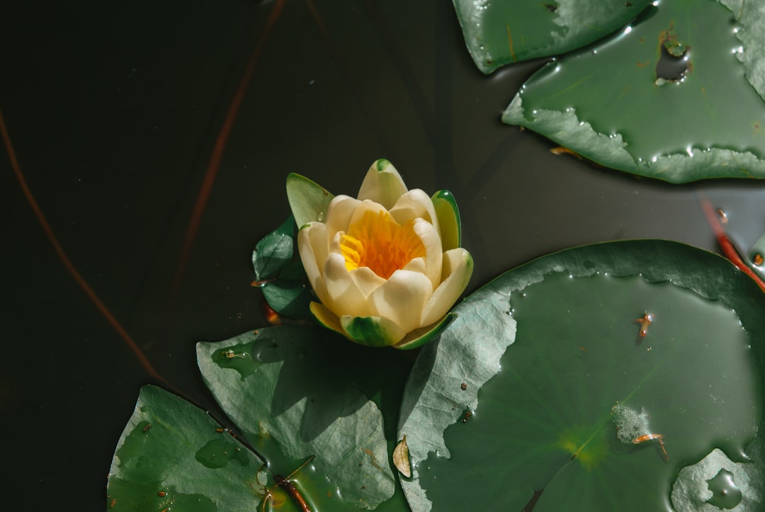 Lotus root