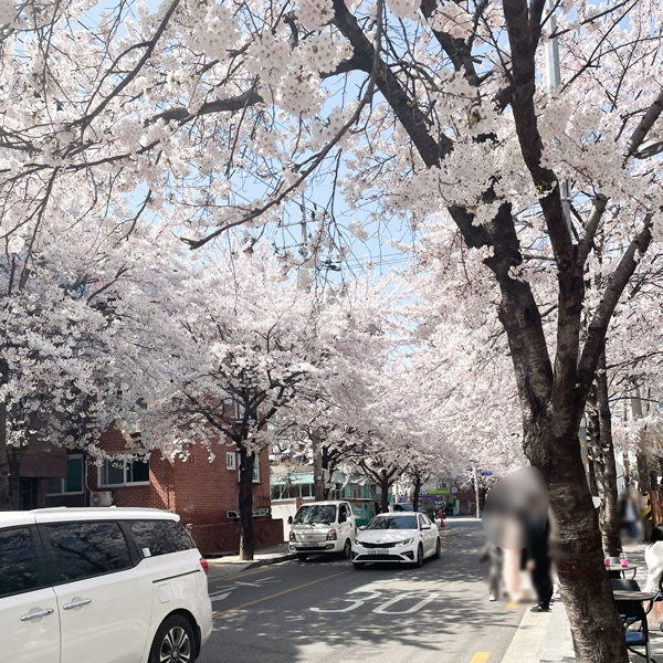 당인리발전소 앞 합정 카페거리 골목 벚꽃길의 만개한 벚꽃 사진