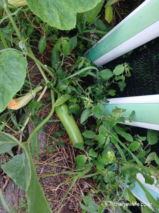 밭에서 막 자라난 애호박과 호박꽃--애호박의 다이어트에 도움이 되는 실물 사진