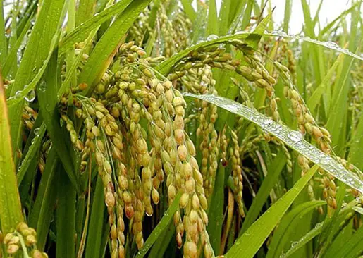 곡우-속담-농사